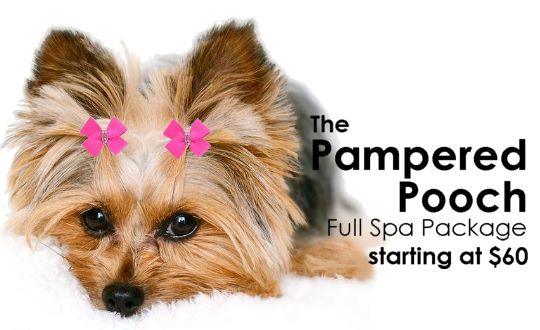 The Dog Spaw Salon Mobile Grooming In Monmouth County